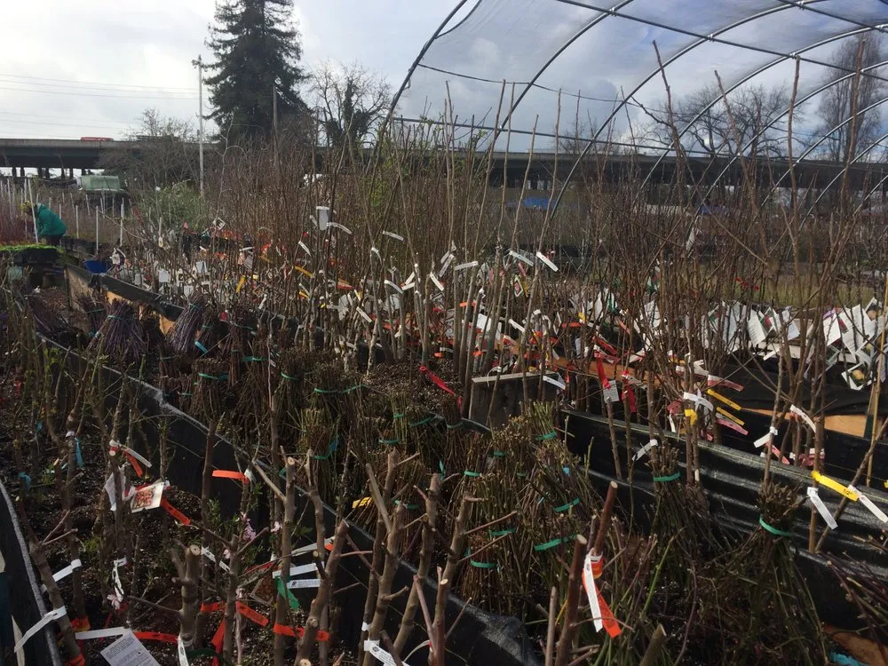 Top-rated landscape design in Oakland, CA - Planting Justice