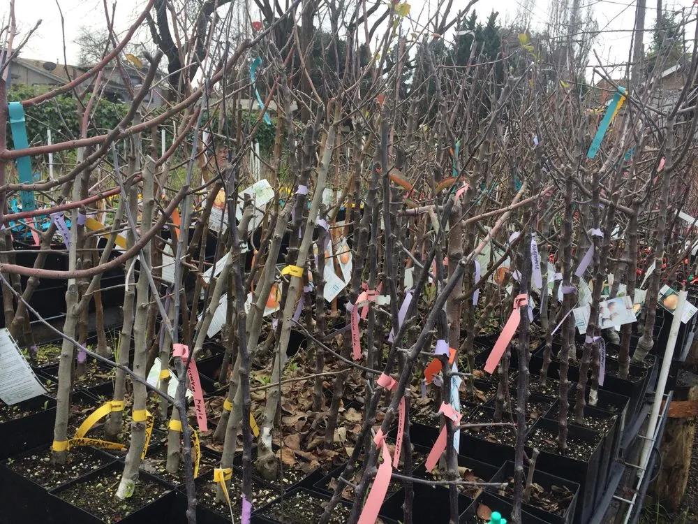 Expert landscape design in Oakland, CA - Planting Justice