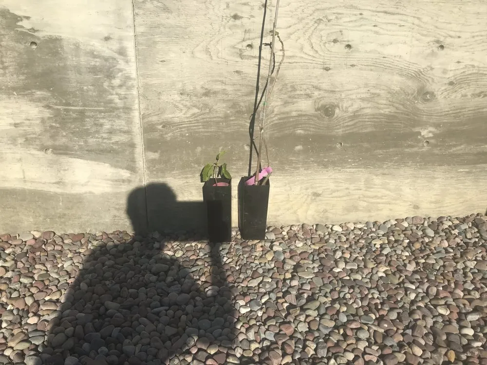 Affordable garden landscaping in Oakland, CA by Planting Justice