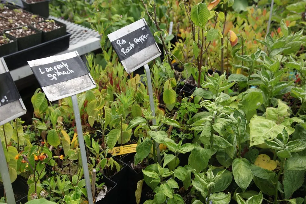 Expert garden landscaping in Oakland, CA - Planting Justice