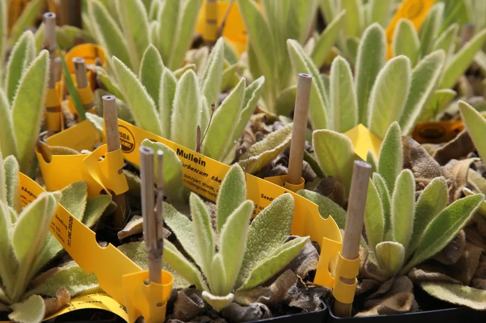 Local landscape design for residential properties in Oakland, CA by Planting Justice