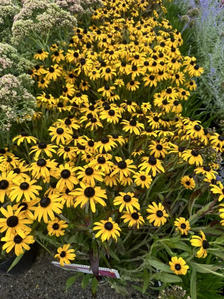 Custom garden landscaping for residential properties across South Hempstead, NY - Planting Weed Removal & Coil Cleaning