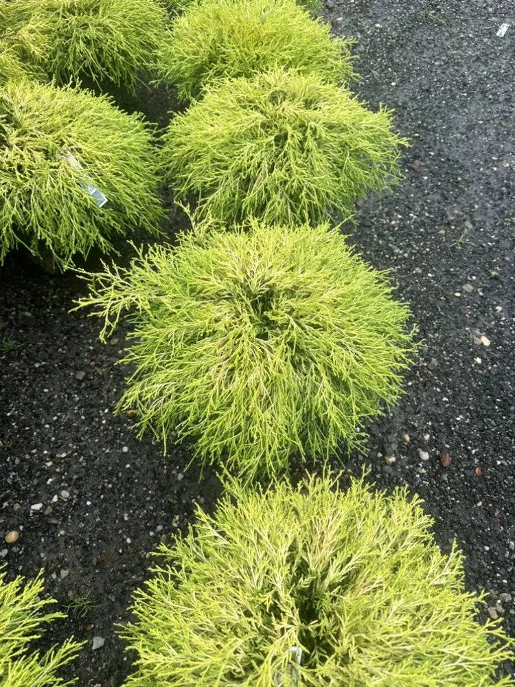 Top-rated landscaping services experts serving South Hempstead, NY - Planting Weed Removal & Coil Cleaning