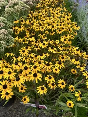 Planting Weed Removal & Coil Cleaning