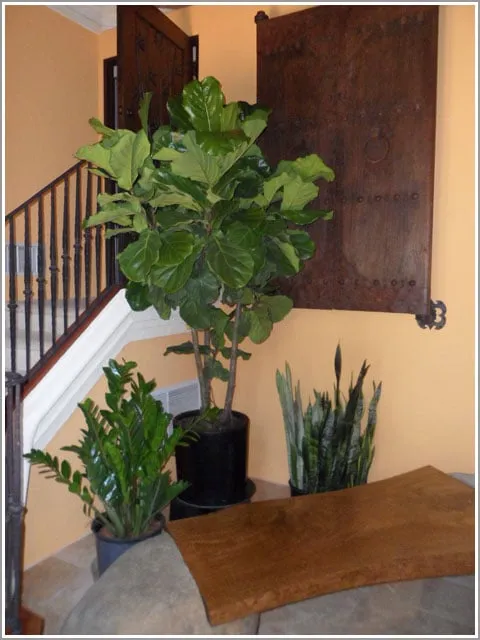 Affordable residential landscaping in San Diego, CA by Plantopia - San Diego