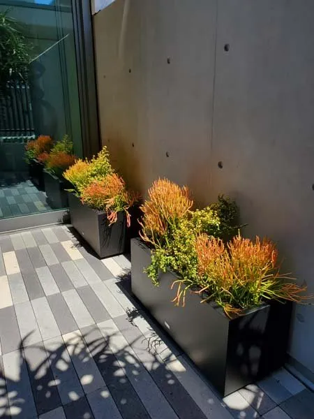 Affordable landscape design for homes in San Diego, CA by Plantopia - San Diego