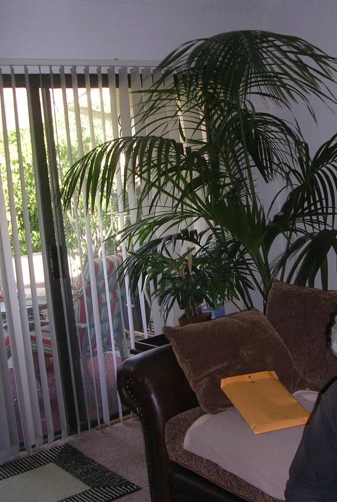 Affordable landscape installation in San Diego, CA by Plantopia - San Diego