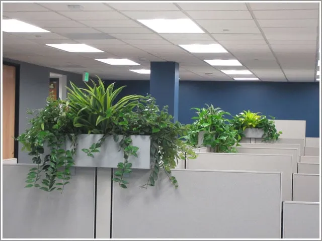 Expert outdoor landscaping experts serving San Diego, CA - Plantopia - San Diego