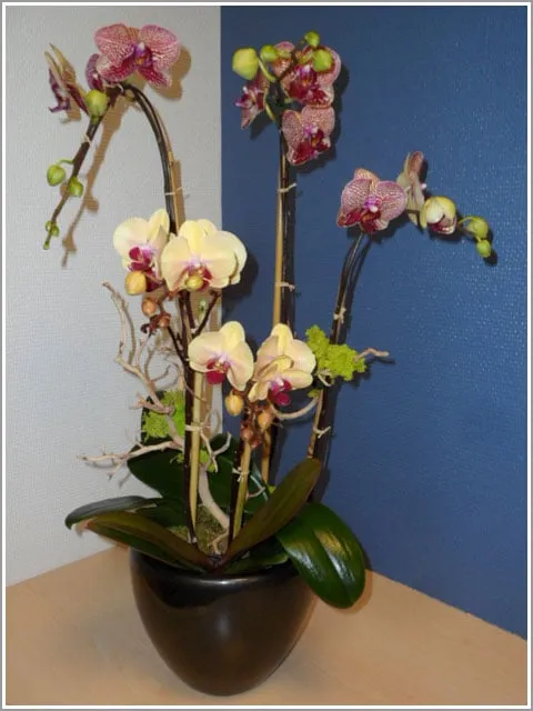 Professional residential landscaping for homes in San Diego, CA by Plantopia - San Diego