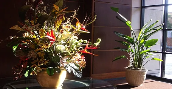 Trusted yard maintenance in Tallahassee, FL - Plants & Design Garden Interiors