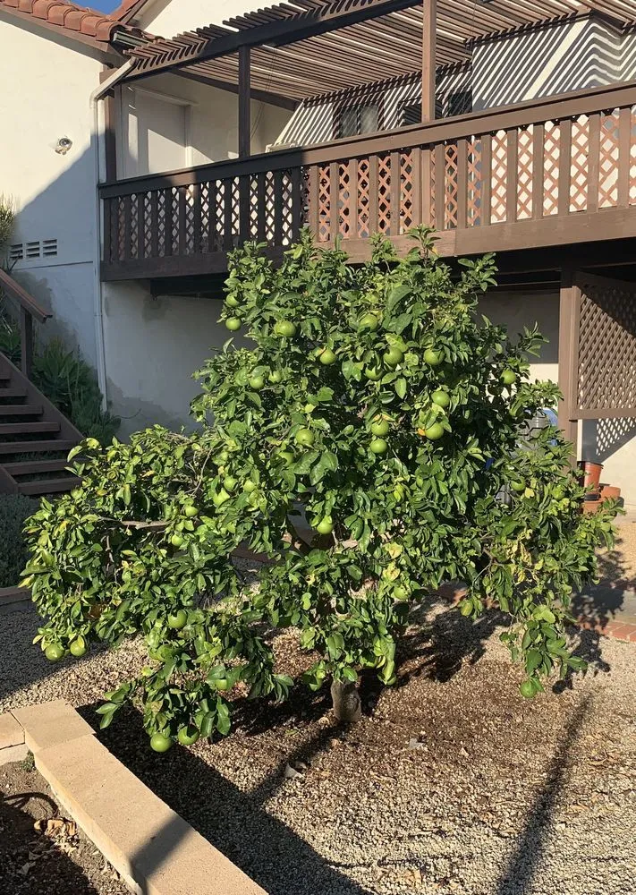 Top-rated landscape design in San Diego, CA - Plants Comprehensive