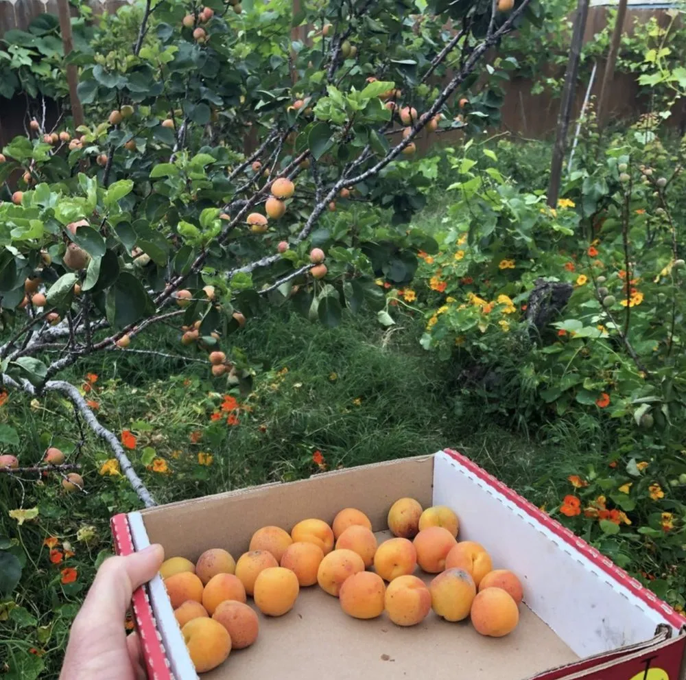 Trusted residential landscaping in San Diego, CA by Plants Comprehensive