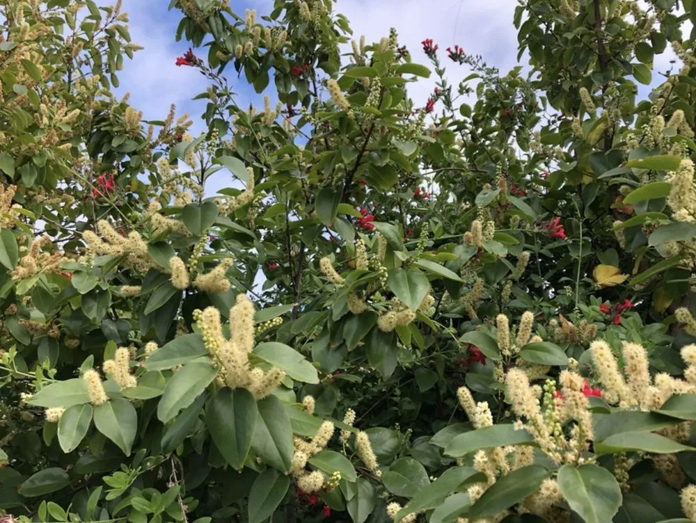 Top-rated outdoor landscaping in San Diego, CA by Plants Comprehensive