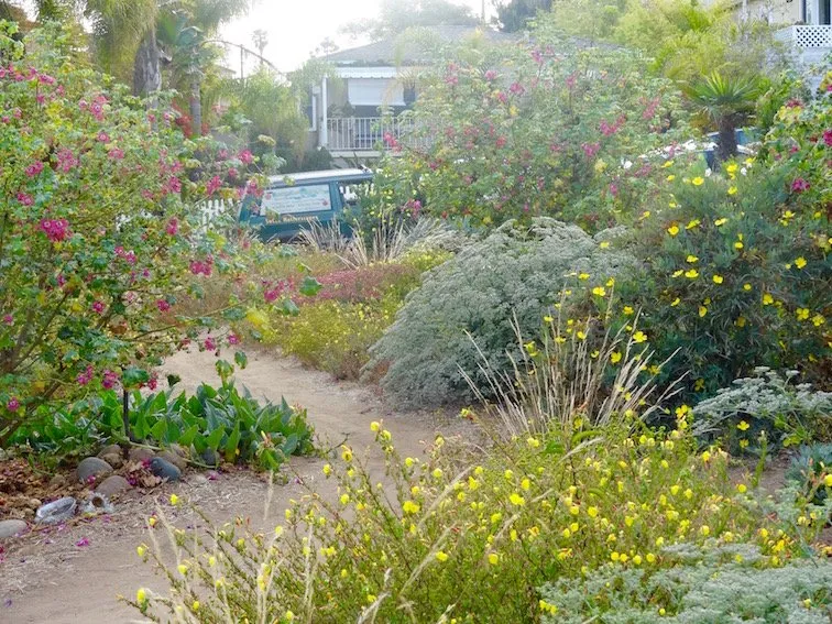 Trusted yard maintenance in San Diego, CA by Plants Comprehensive