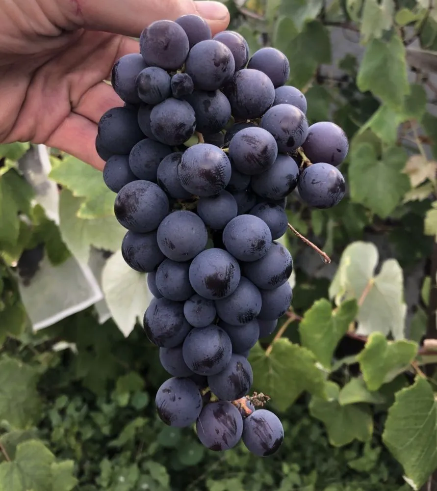 Reliable landscape installation for residential properties in San Diego, CA by Plants Comprehensive