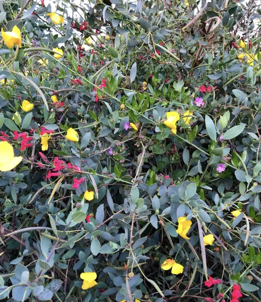 Local landscape design in San Diego, CA by Plants Comprehensive