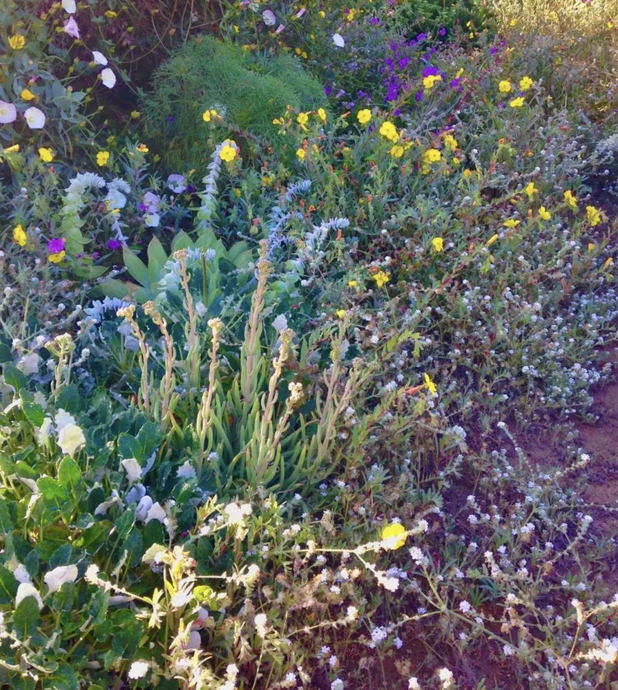 Custom landscape installation in San Diego, CA by Plants Comprehensive