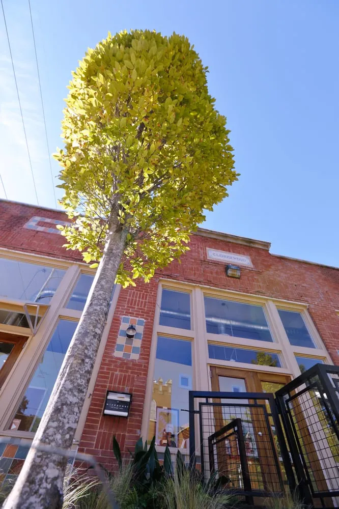 Local lawn mowing service with custom design in Scottdale, GA by Plants Creative Landscapes