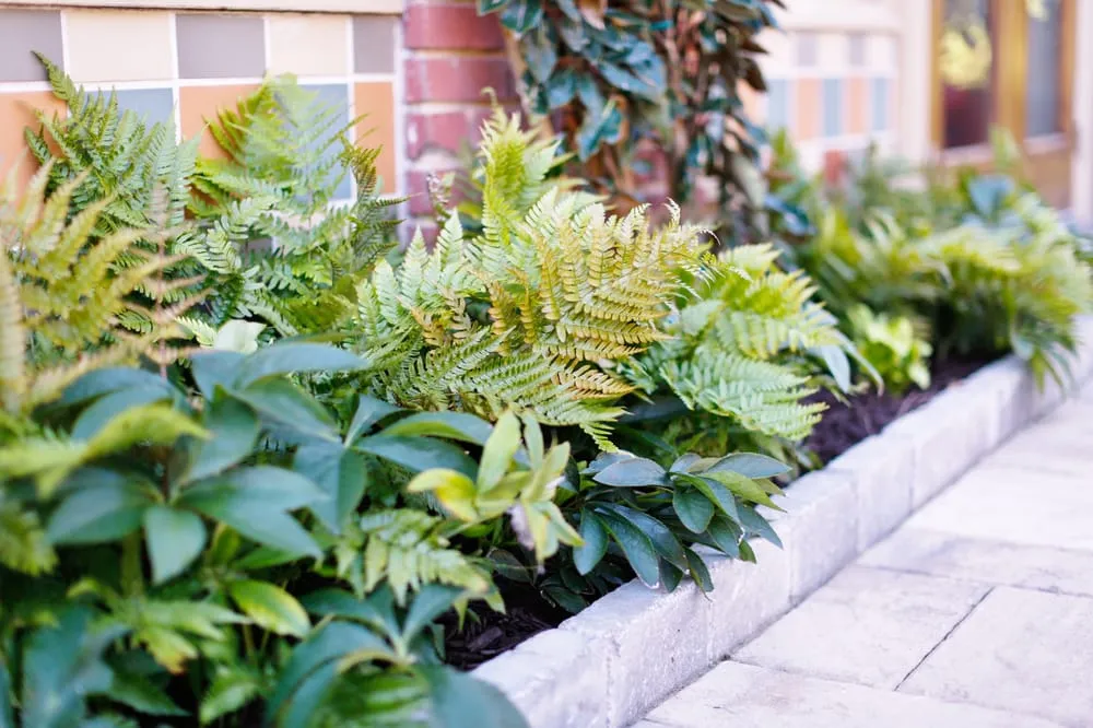 Top-rated lawn care service experts serving Scottdale, GA - Plants Creative Landscapes