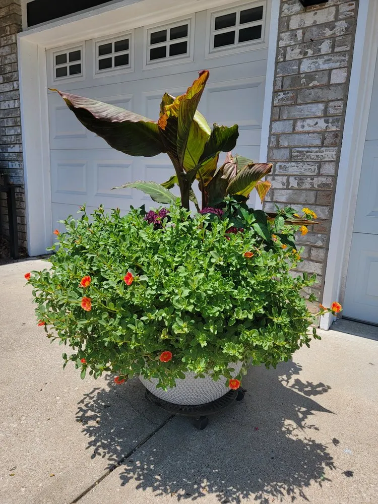 Expert yard cleanup service in Greenwood, MO by Plants Like Mike