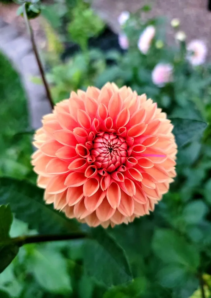 Affordable lawn mowing service in Greenwood, MO by Plants Like Mike