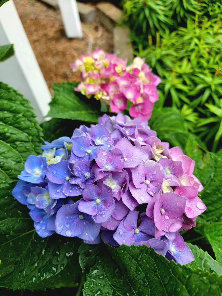 Custom garden landscaping in Greenwood, MO by Plants Like Mike