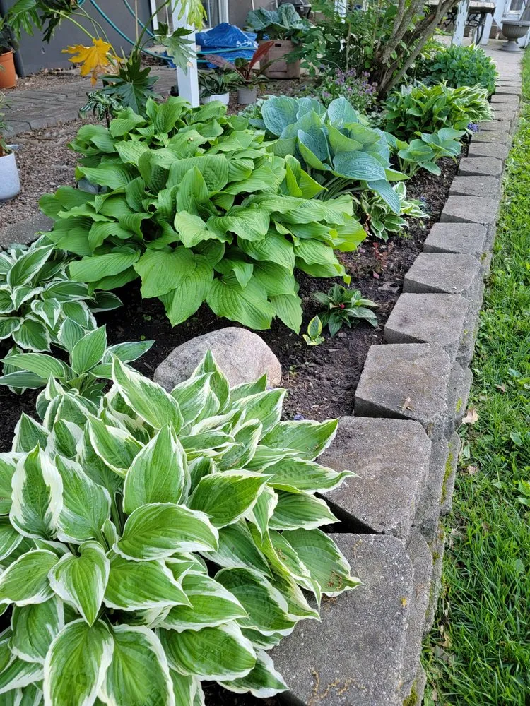 Expert yard cleanup service for residential properties across Greenwood, MO - Plants Like Mike