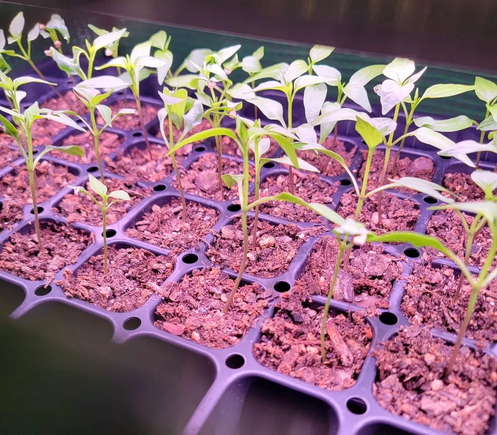 Affordable landscape design near you in Greenwood, MO by Plants Like Mike