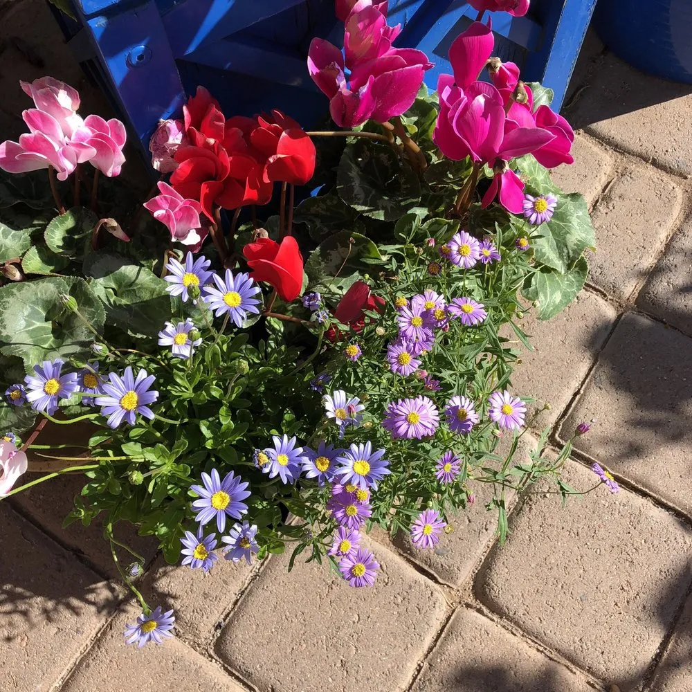 Professional landscaping services for beautiful yards across Tucson, AZ - Plants of Distinction