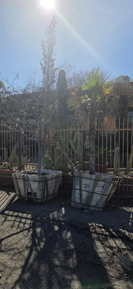 Custom outdoor landscaping in Tucson, AZ by Plants of Distinction