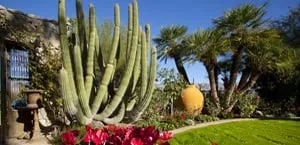 Affordable garden landscaping for year-round maintenance across Tucson, AZ - Plants of Distinction