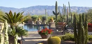 Affordable landscape design in Tucson, AZ by Plants of Distinction