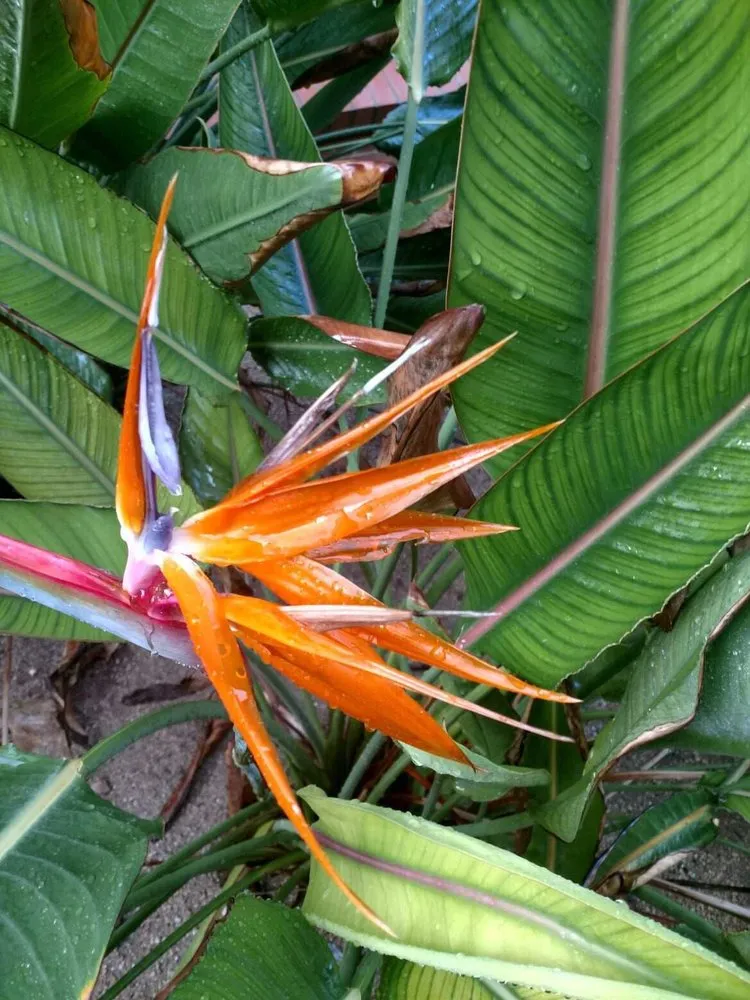 Professional lawn mowing service in Tucson, AZ - Plants of Distinction