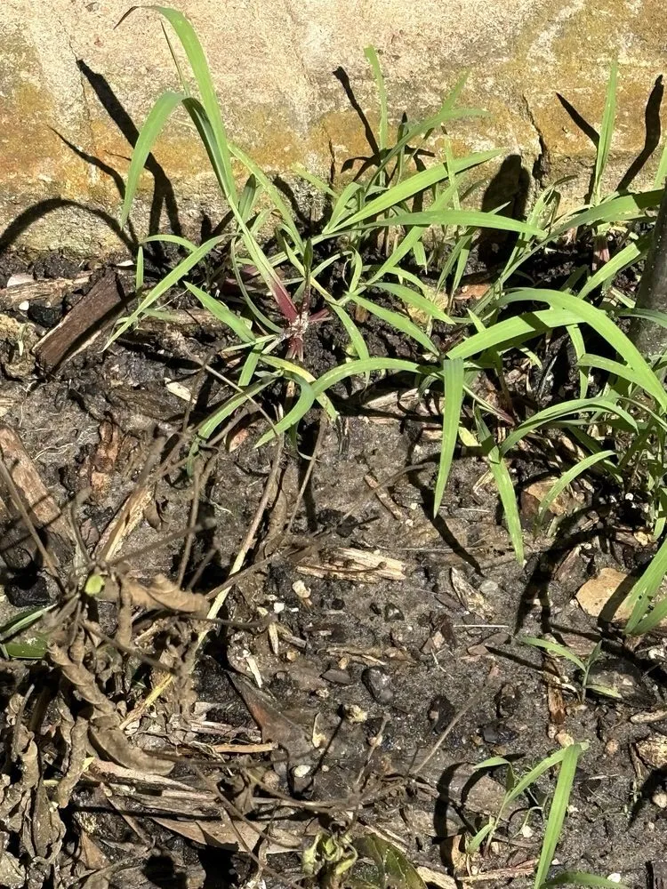 Affordable landscape installation near you across Flint, TX - Plants Of Texas