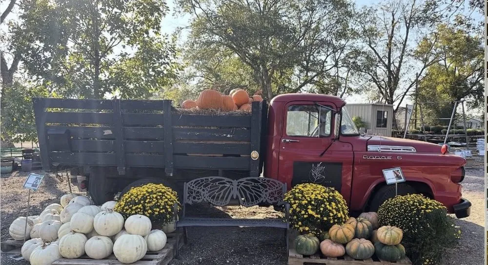 Custom landscaping services in Flint, TX by Plants Of Texas