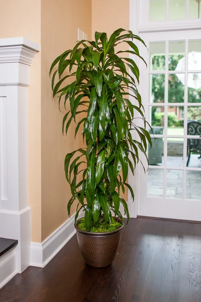 Affordable residential landscaping for residential properties across Orlando, FL - Plantz