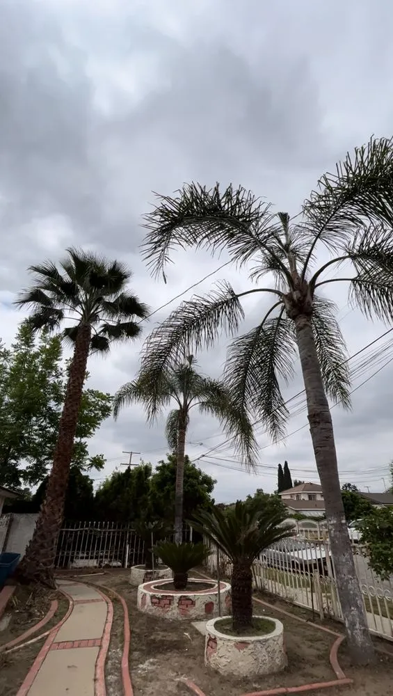 Local landscaping services for year-round maintenance in Pasadena, CA by Plascencias Landscape