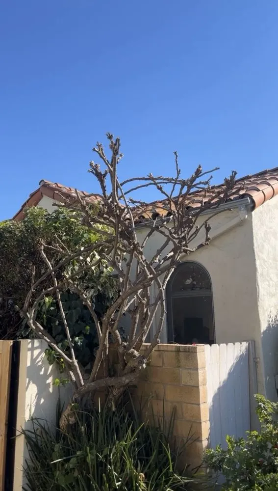 Custom yard cleanup service experts serving Pasadena, CA - Plascencias Landscape