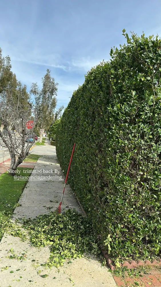 Reliable outdoor landscaping in Pasadena, CA by Plascencias Landscape