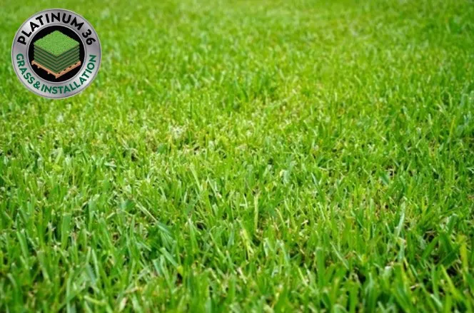 Affordable yard cleanup service near you in Richmond, TX by Platinum 36 Grass & Installation