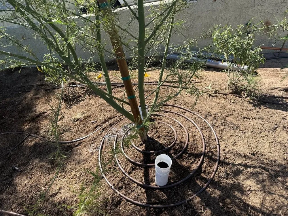 Affordable lawn care service for homes across Fresno, CA - Platinum Landscape