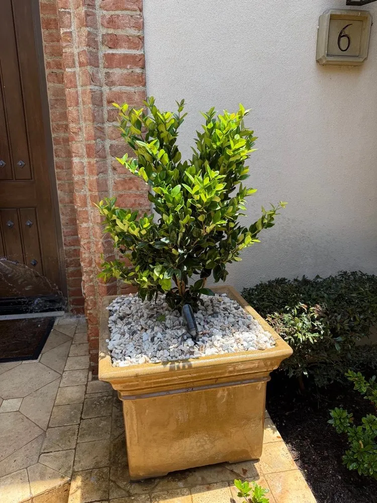 Expert yard cleanup service in Fresno, CA - Platinum Landscape