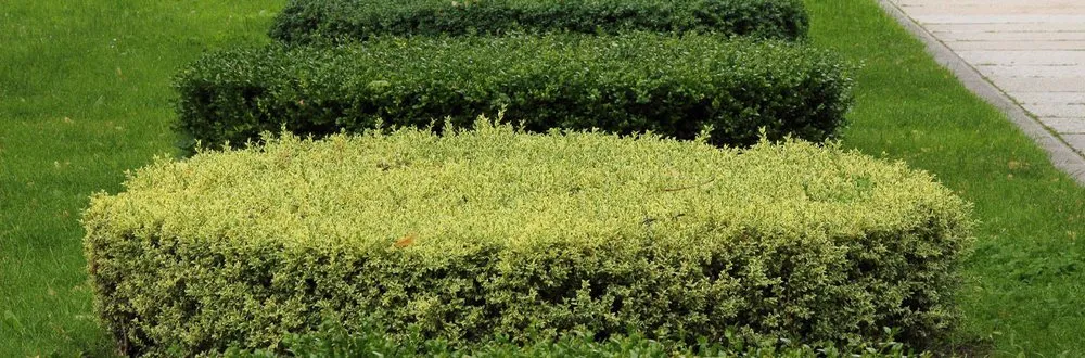 Top-rated outdoor landscaping experts serving Travelers Rest, SC - Platinum Landscapes