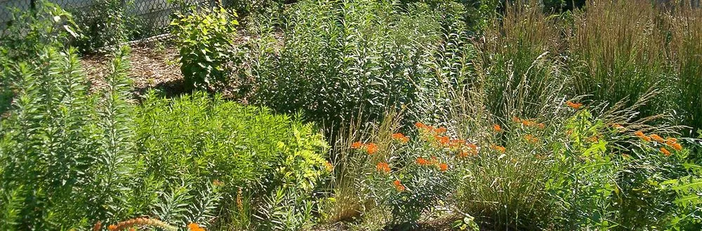 Trusted lawn care service for outdoor upgrades in Travelers Rest, SC by Platinum Landscapes