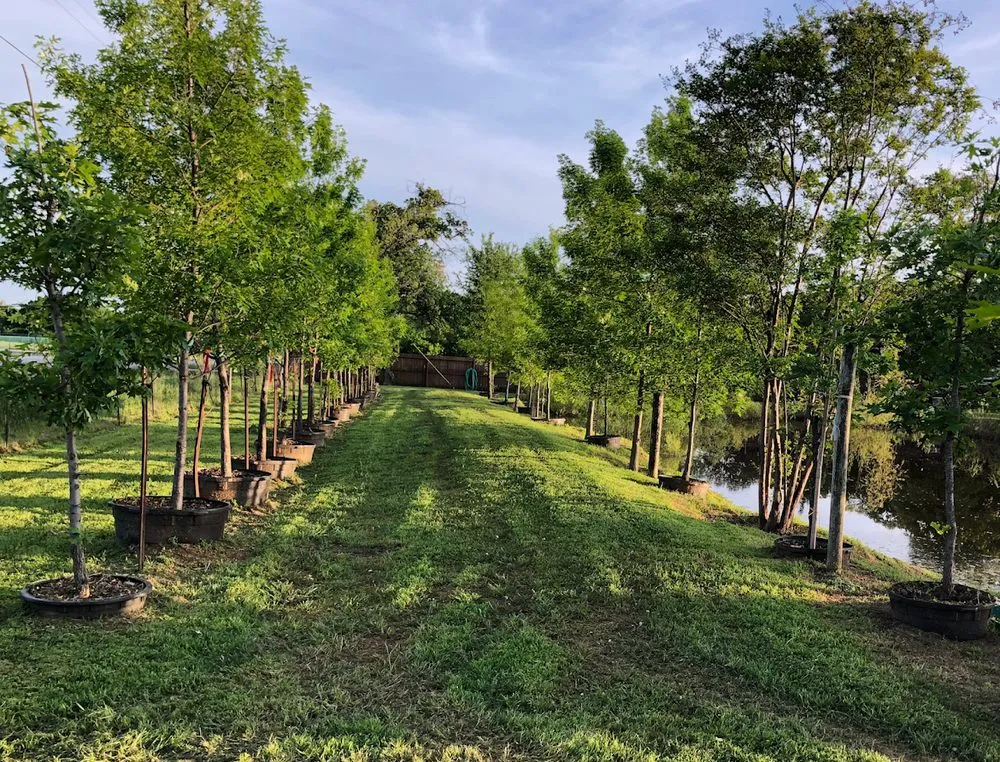 Custom landscape installation for homes across Argyle, TX - Platinum Lawn Care