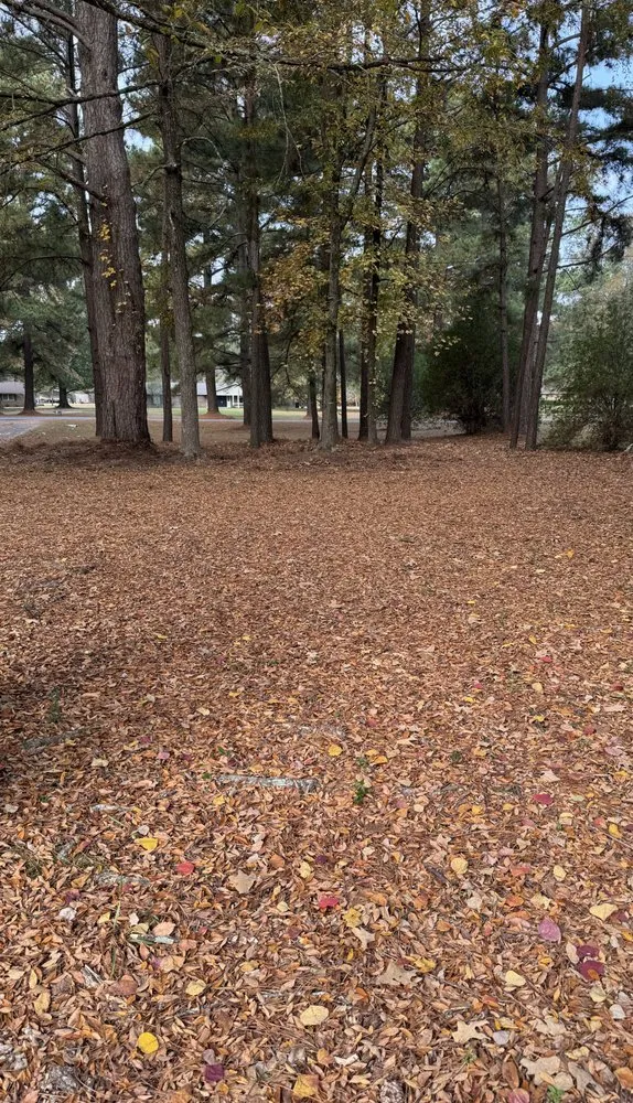 Professional yard cleanup service in Benton, LA - Platinum Lawn Care