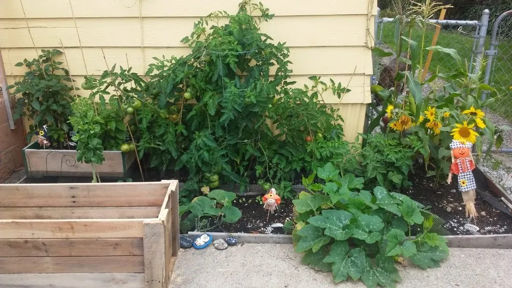 Custom landscape installation in North Bend, OR - Platinum Lawn Care