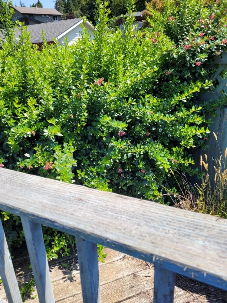 Custom yard maintenance in North Bend, OR - Platinum Lawn Care