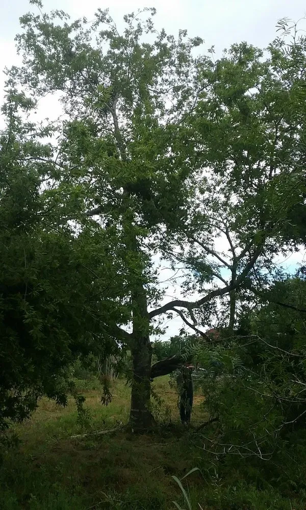 Local residential landscaping in Caldwell, TX by Platinum Lawn Maintenance