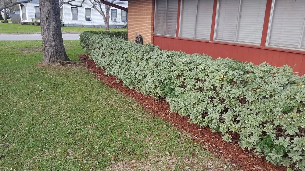 Expert landscaping services near you in Caldwell, TX by Platinum Lawn Maintenance